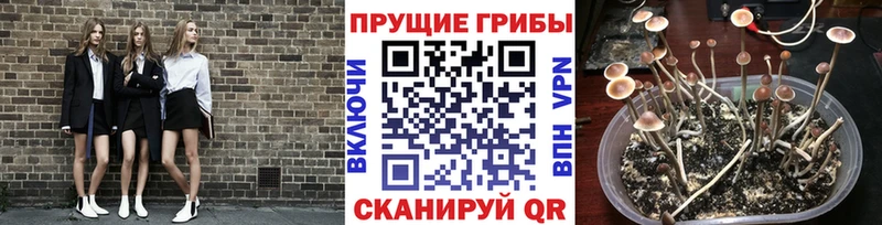 где купить наркоту  Тында  Псилоцибиновые грибы прущие грибы 
