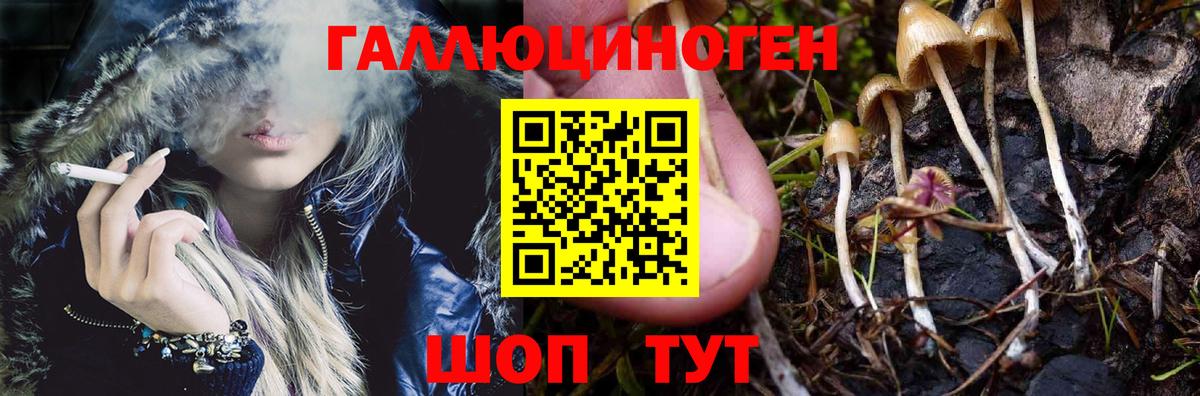 Псилоцибиновые грибы мицелий  Тында 